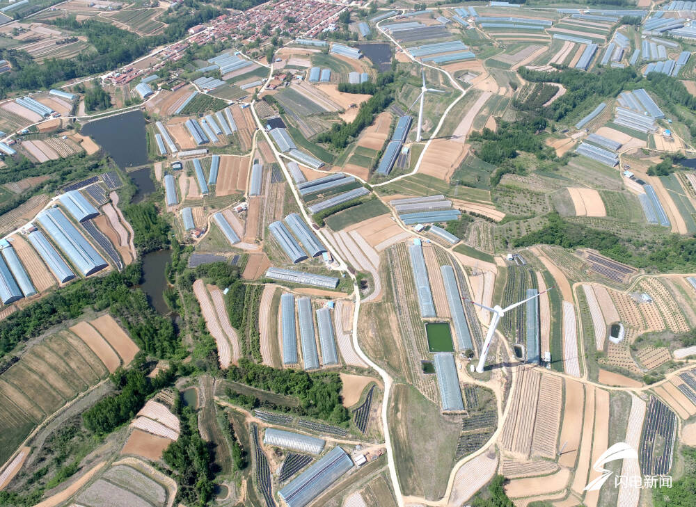 2.6万余亩蓝莓进入采摘期 青岛宝山镇把小蓝莓做成"大产业"