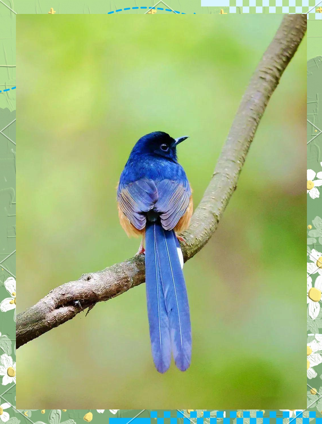 白腰鹊鸲:从生活习性到保护现状全面了解