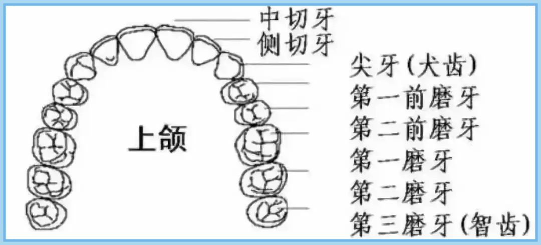 第二前磨牙图片