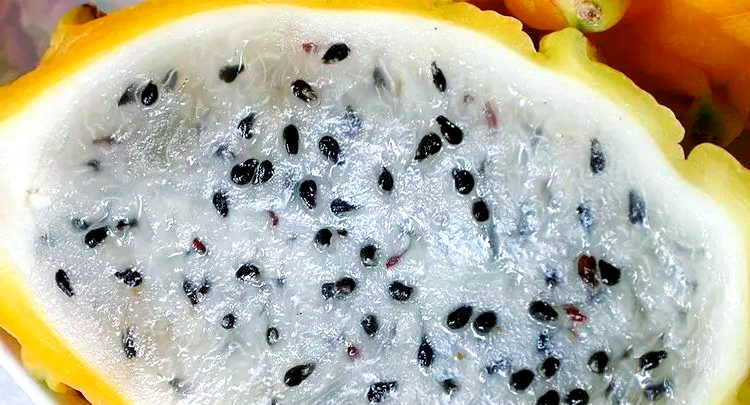 黄皮火龙果:麒麟果与燕窝果的完美结合,营养丰富的热带水果之选