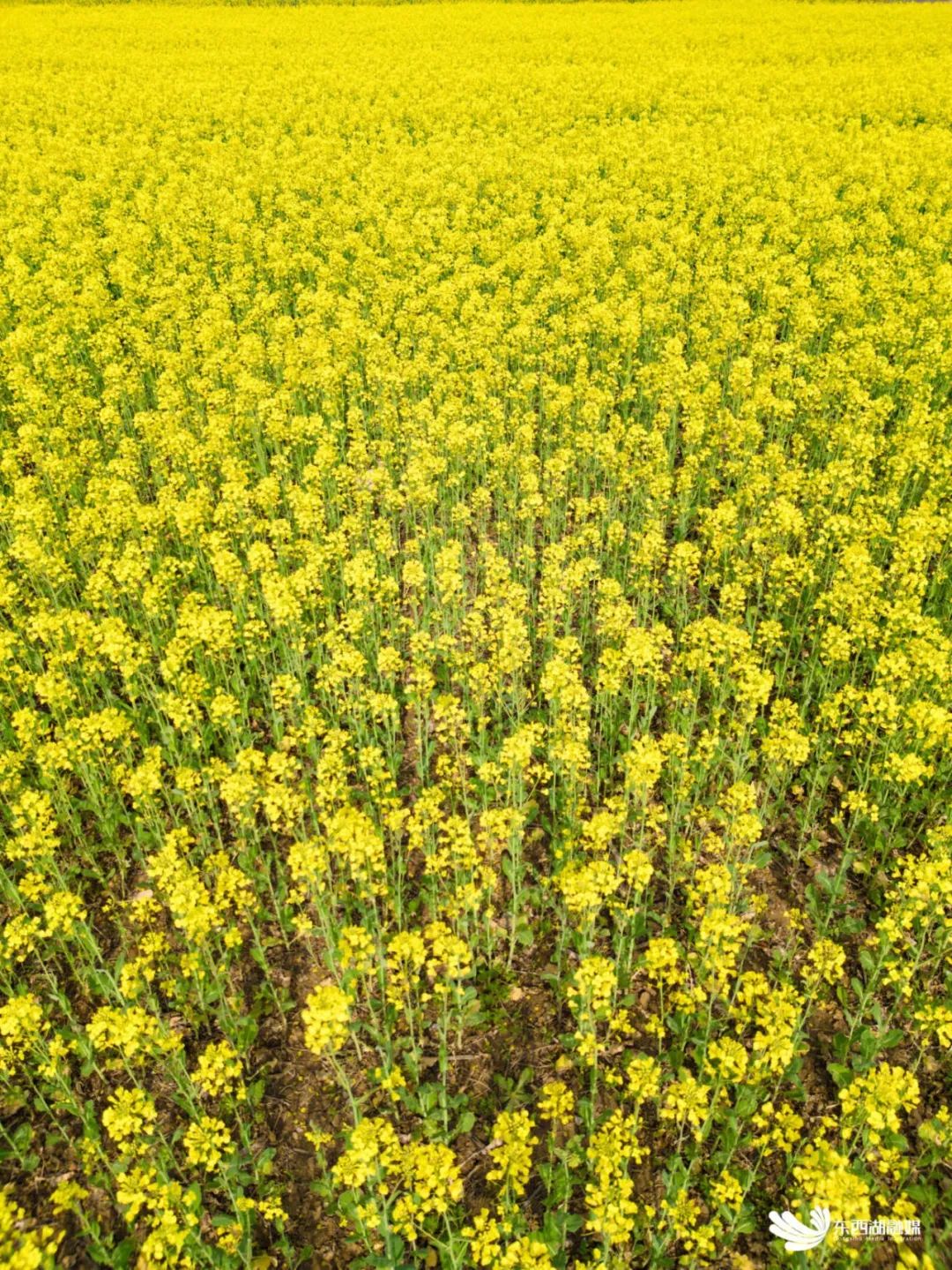 藏不住了,东西湖的宝藏油菜花海