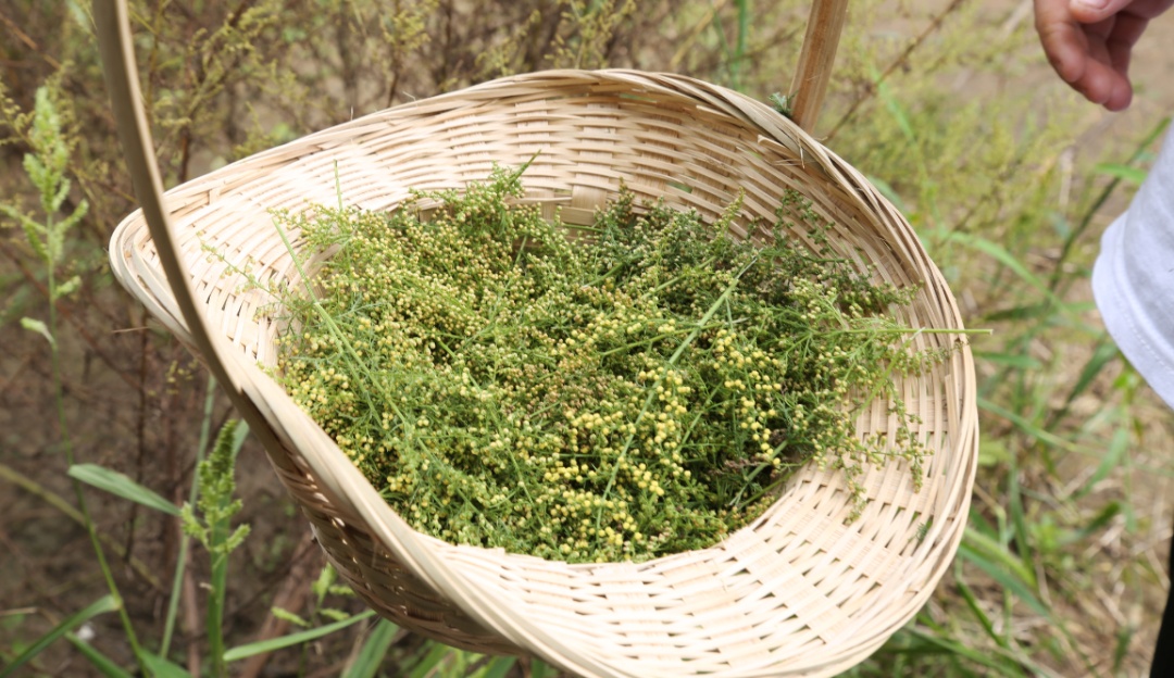 乡村文化旅游节 | 来自一棵崇明苦草演绎的时尚魅力