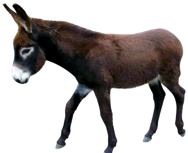 驴耳面相的特征与解读