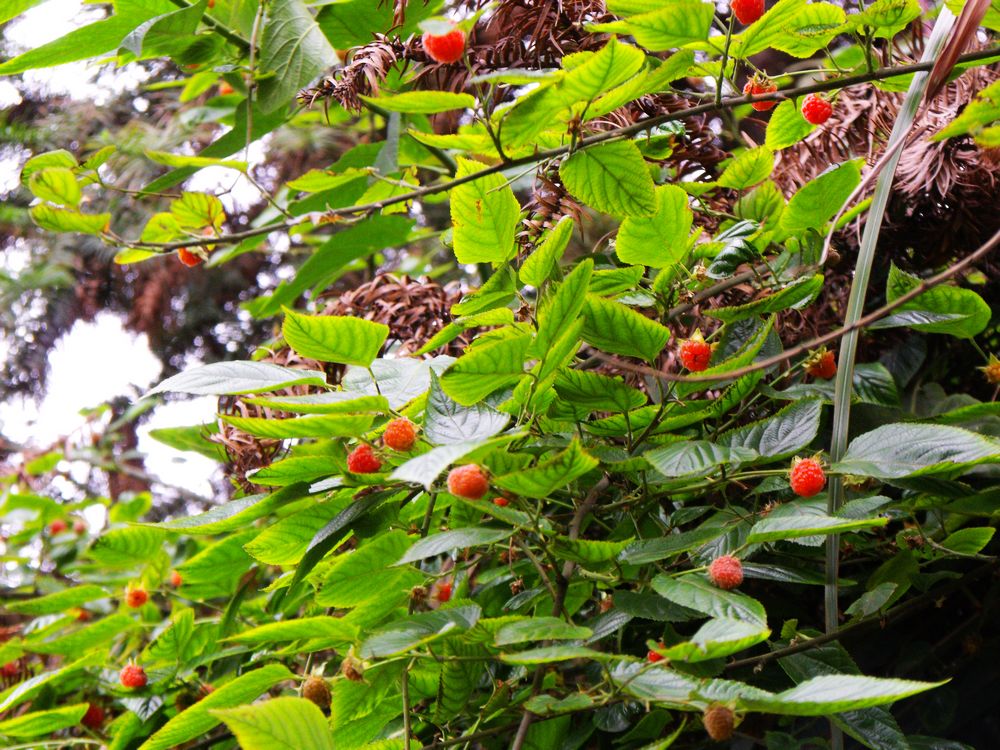 山上的野果成熟了,又大又紅邊摘邊流口水,這樣子串起來吃才過癮