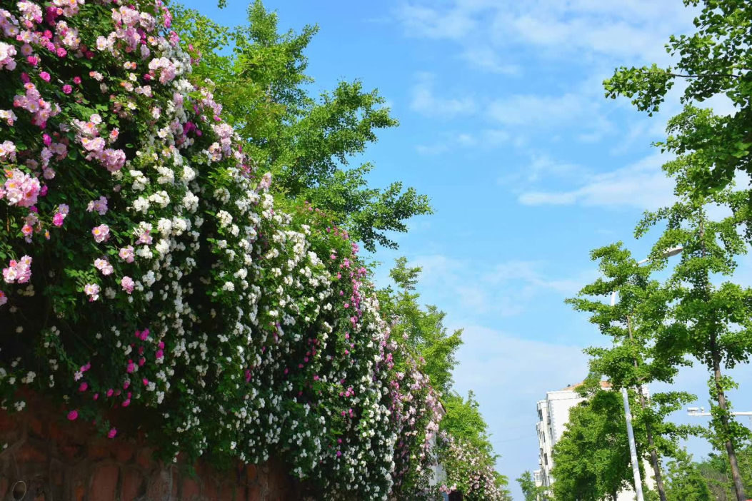 壁纸 花 桌面 1053_702