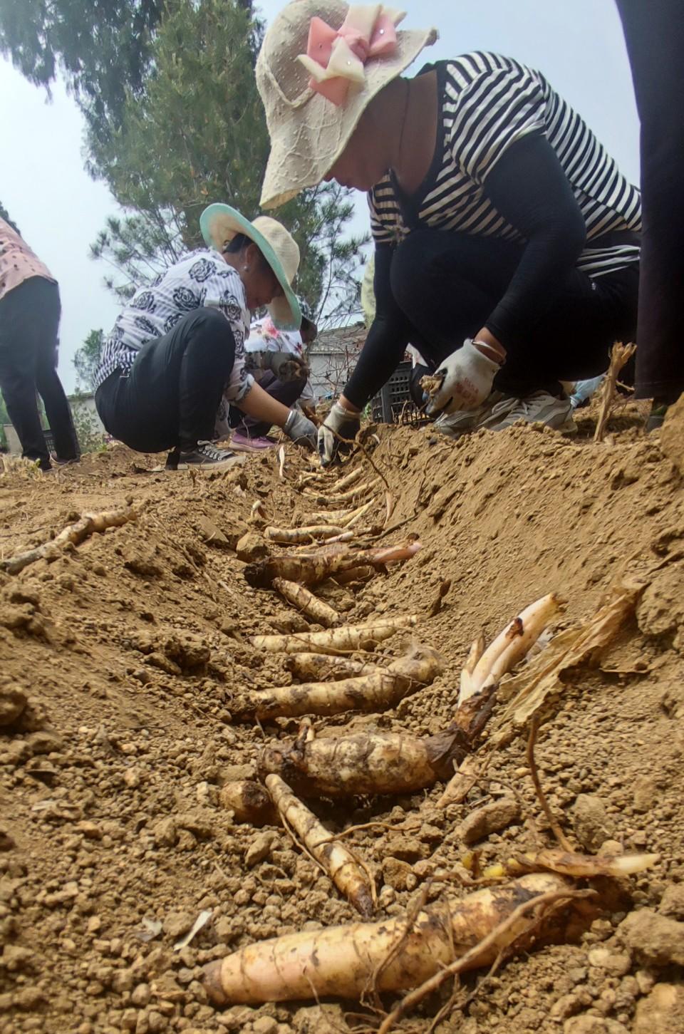 山东泰安 ▏黄精种植 助推村民走上富裕路