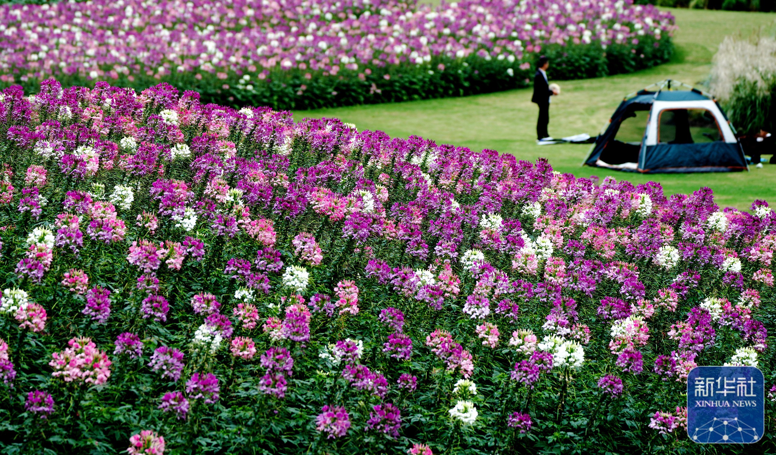 迷人的醉蝶花海