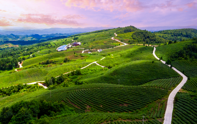 金沙县:种植有机茶荒山披"绿衣"