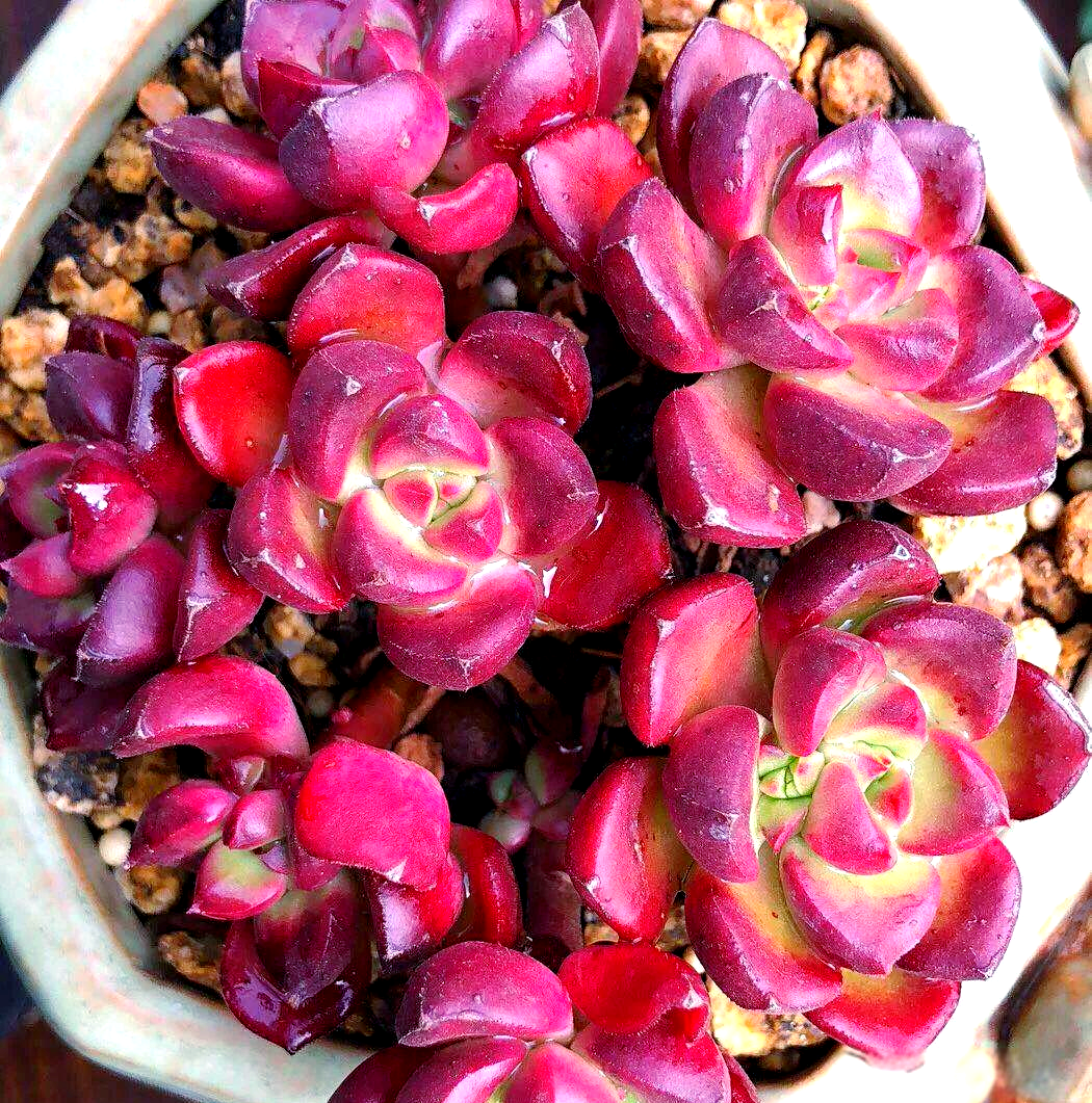 蒂亚多肉植物:光照与温差下的红绿变化