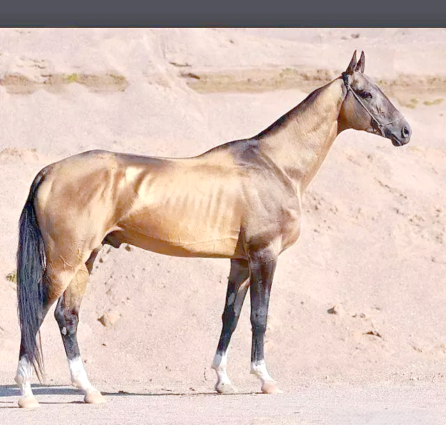 汗血马的众多传说与神秘起源