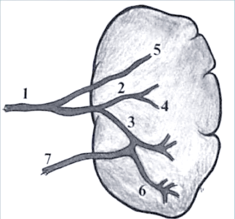 从形态到功能：全面解读脾脏的秘密