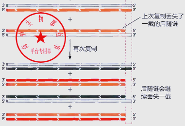 端粒与端粒酶：解开DNA复制半不连续性的秘密