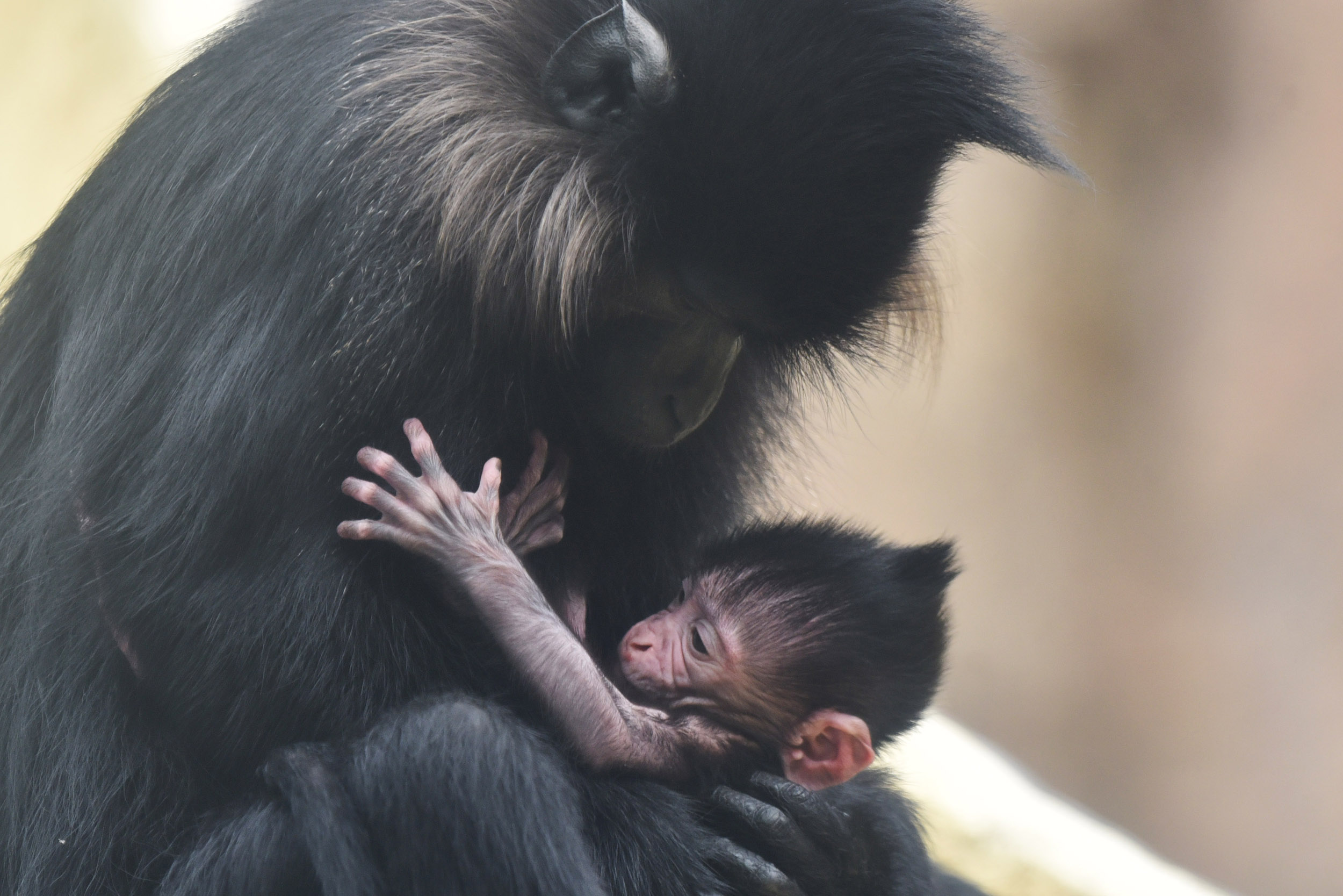 深圳野生动物园黑毛白眉猴喜得二胎