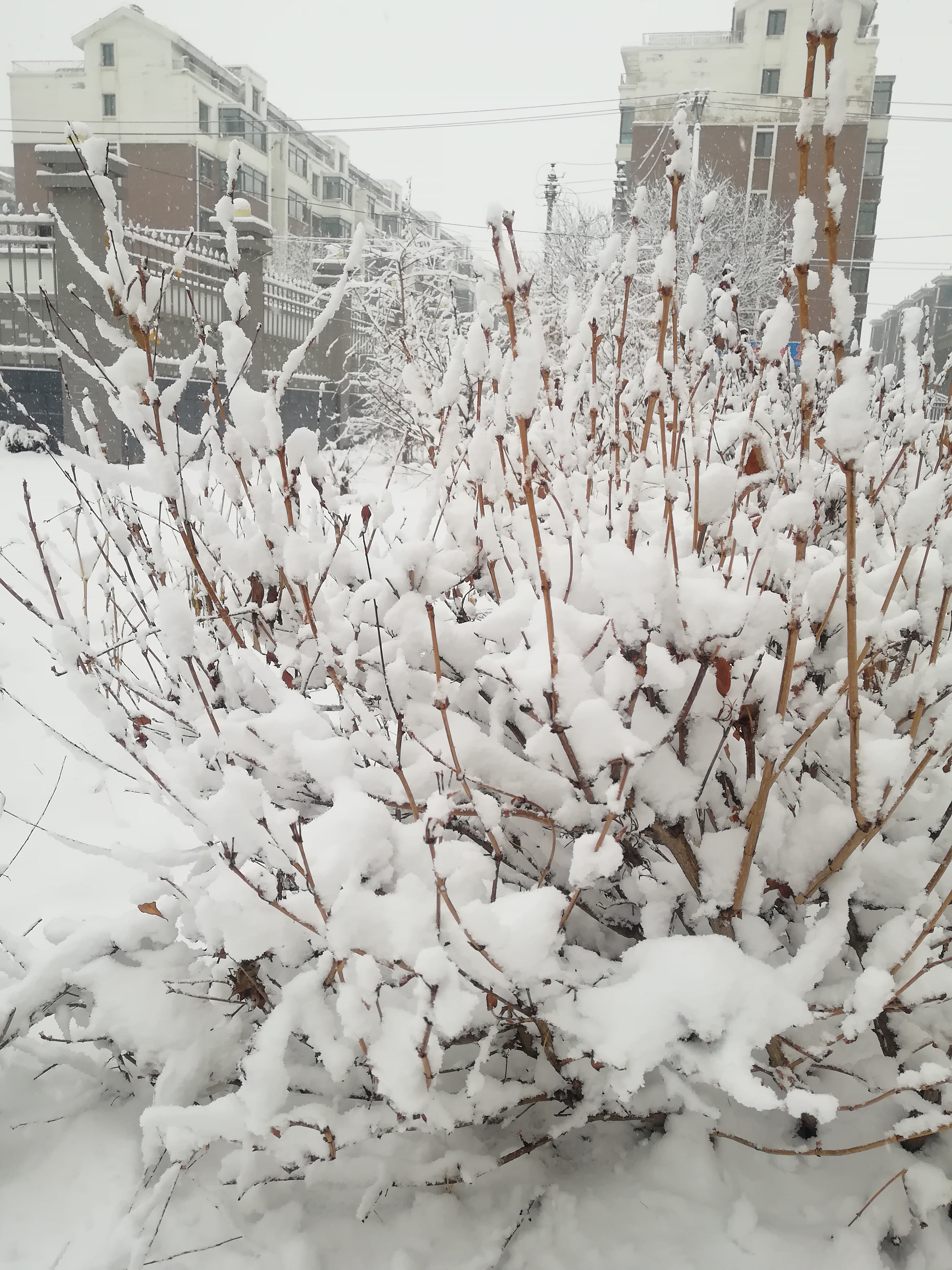 阜新雪景图片