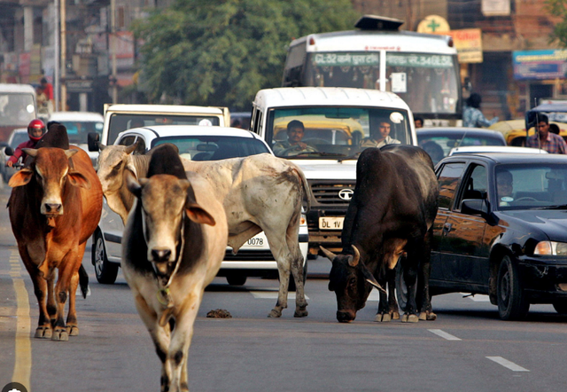 印度牛:世界上地位最高的牛,也是最幸福的牛