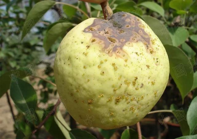 梨园主要害虫的诊断与防治实用技术|梨黄粉蚜