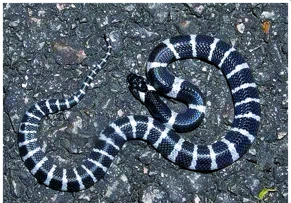 银环蛇与多种白环蛇的区分方法