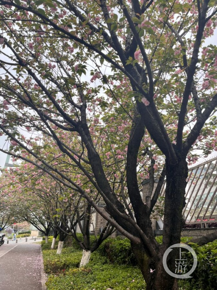 上游帮忙|家中出现大量不明黄色粉末,究竟是啥?