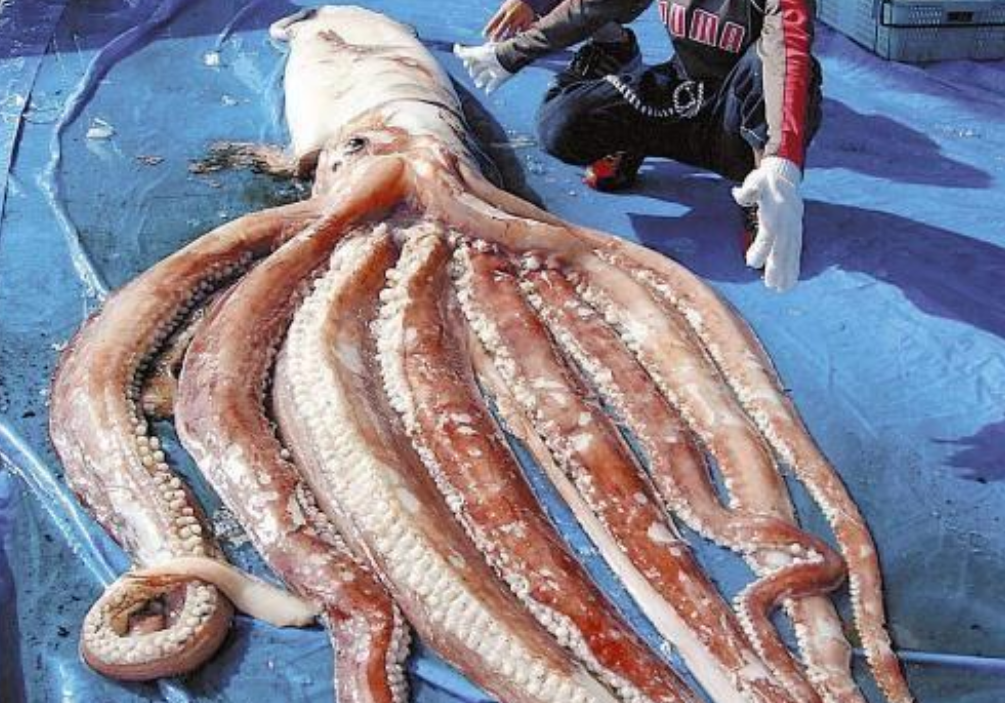 巨型鱿鱼的图片图片