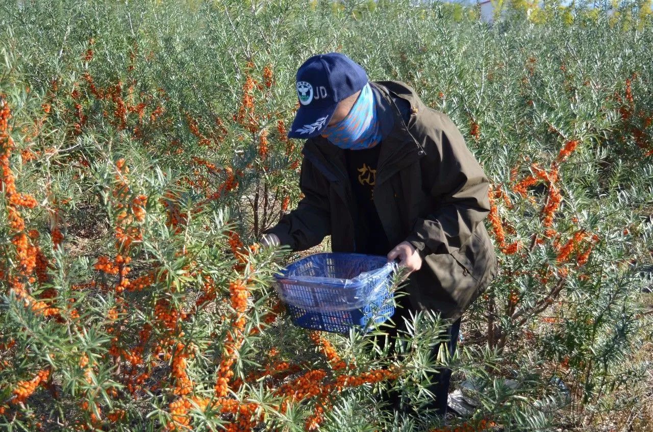 零添加零提取,锁住沙棘全果营养…… 170团团部所在地莫合台