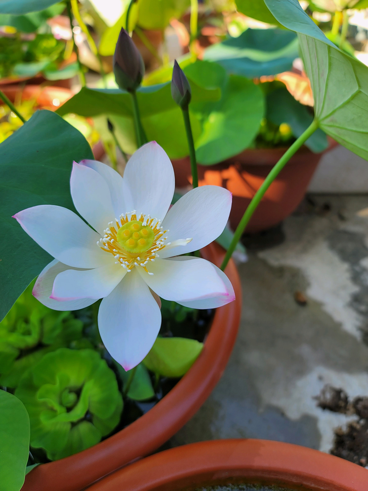 微型荷花—点绛唇,养护简单,花朵颜值高,丰花勤花,阳台也能养