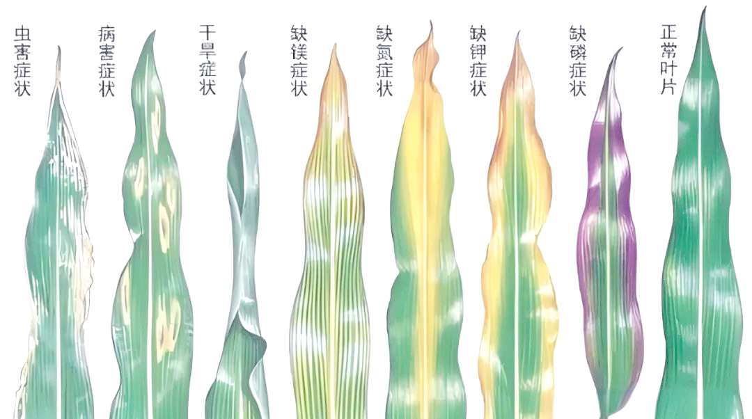 玉米栽培中氮,磷,钾元素缺乏的症状与防治方法