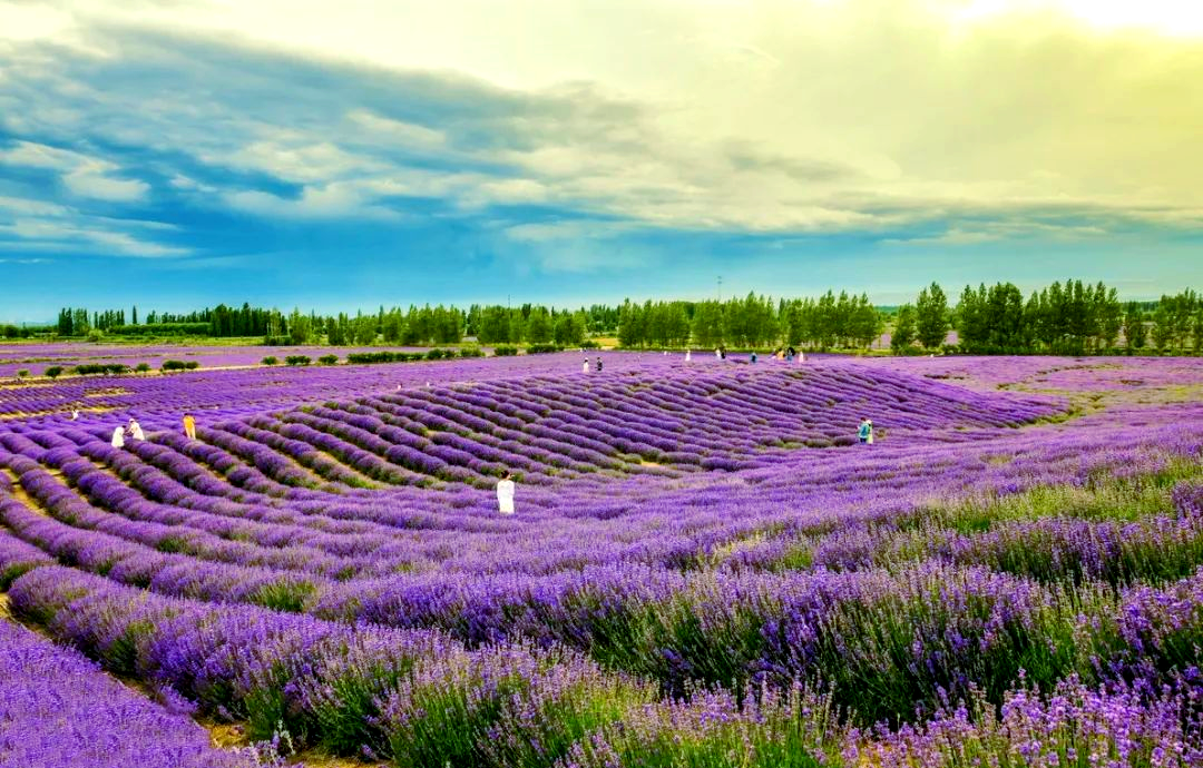 霍城美食探秘:薰衣草音乐节与丰富小城风味,你不可错过!