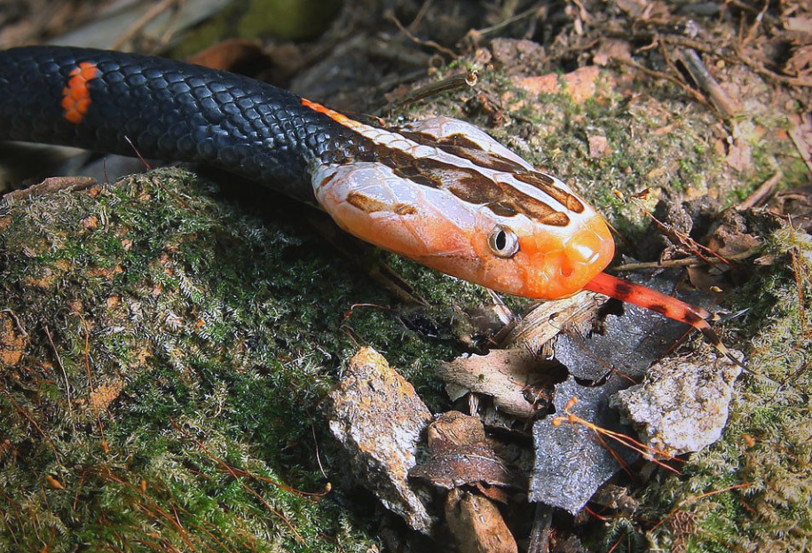 白头蝰:一种具管牙的毒蛇,分布于中国南部及东南亚地区