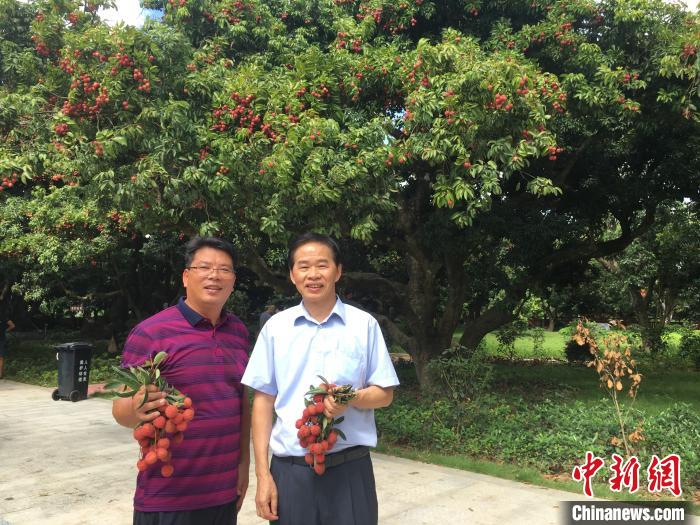 "荔枝之乡"广东镇隆荔枝销往世界各地