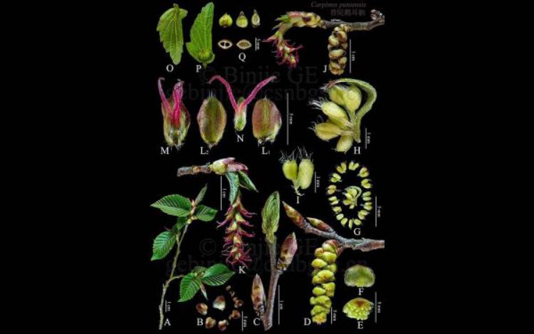 "地球独生子"极度濒危植物普陀鹅耳枥在辰山植物园首次结果