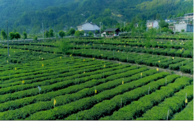 巡礼广元市青川县坚持1436工作思路铺就民族团结强富美之路