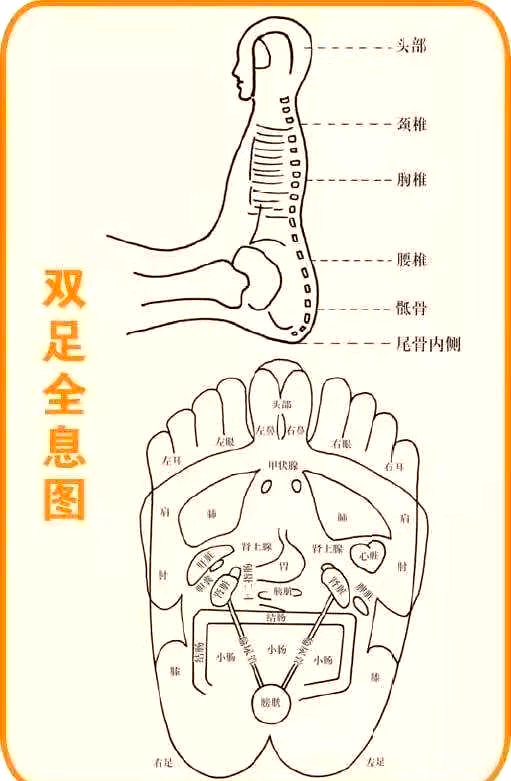 全息胚学说如何揭示生物体与中医的奇妙联系