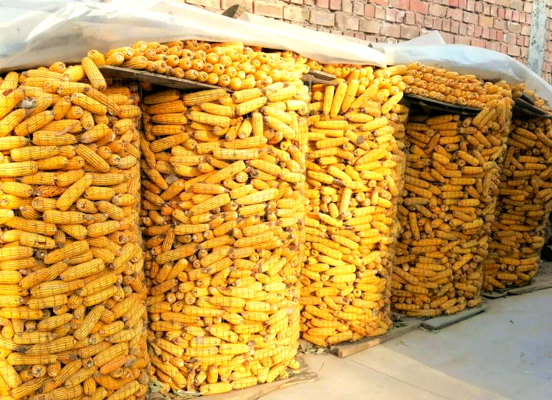 乡村振兴新动力:官坊乡的高颜值玉米囤