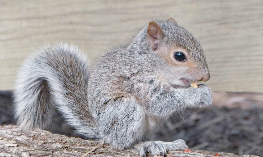 松鼠:吃货界的佼佼者,边吃边打包的萌物