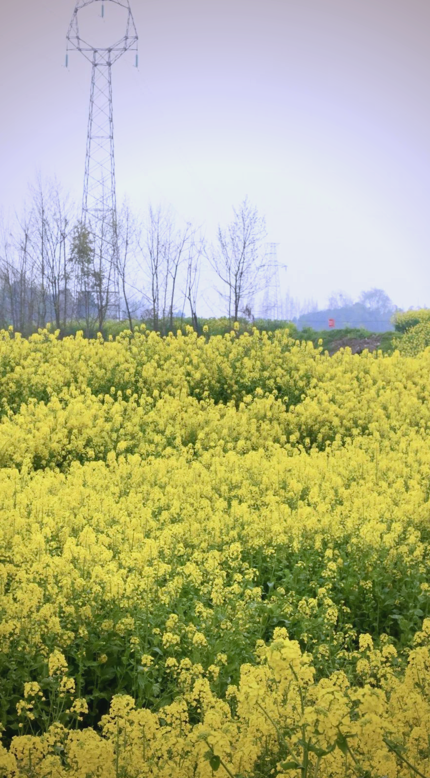 成都周边游:邛崃两河村的油菜花与江南水乡