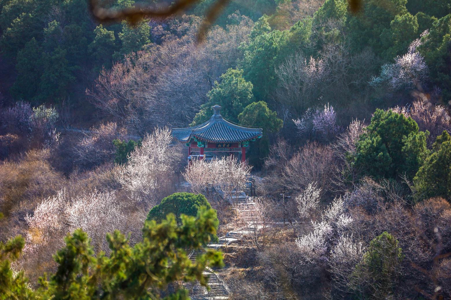 香山公园春天图片