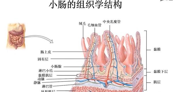 组织胚胎学总结:肠道
