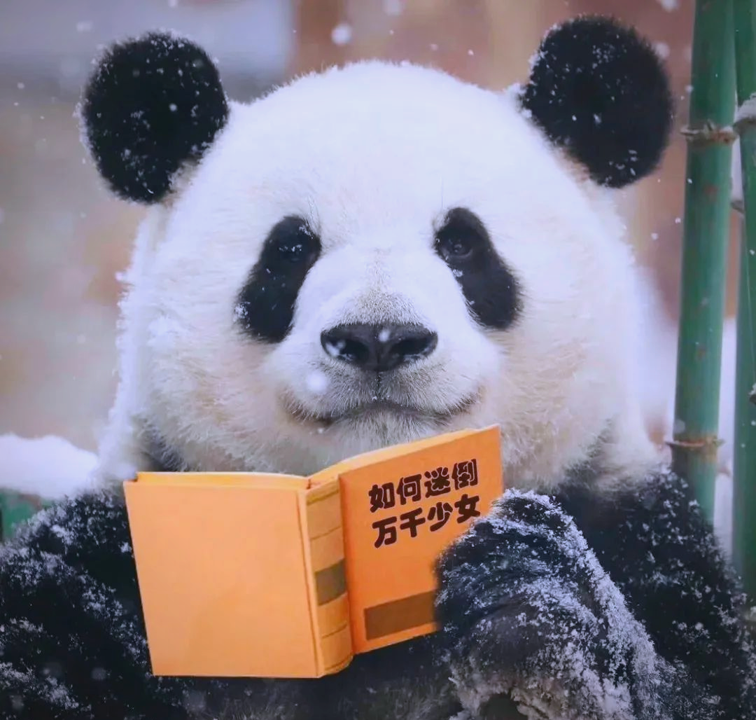 大熊猫表情包合集,治愈你的每一天