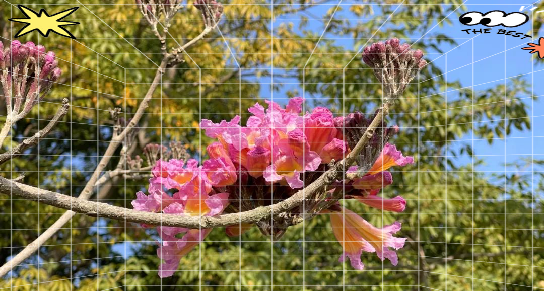 紫花风铃木介绍和特点
