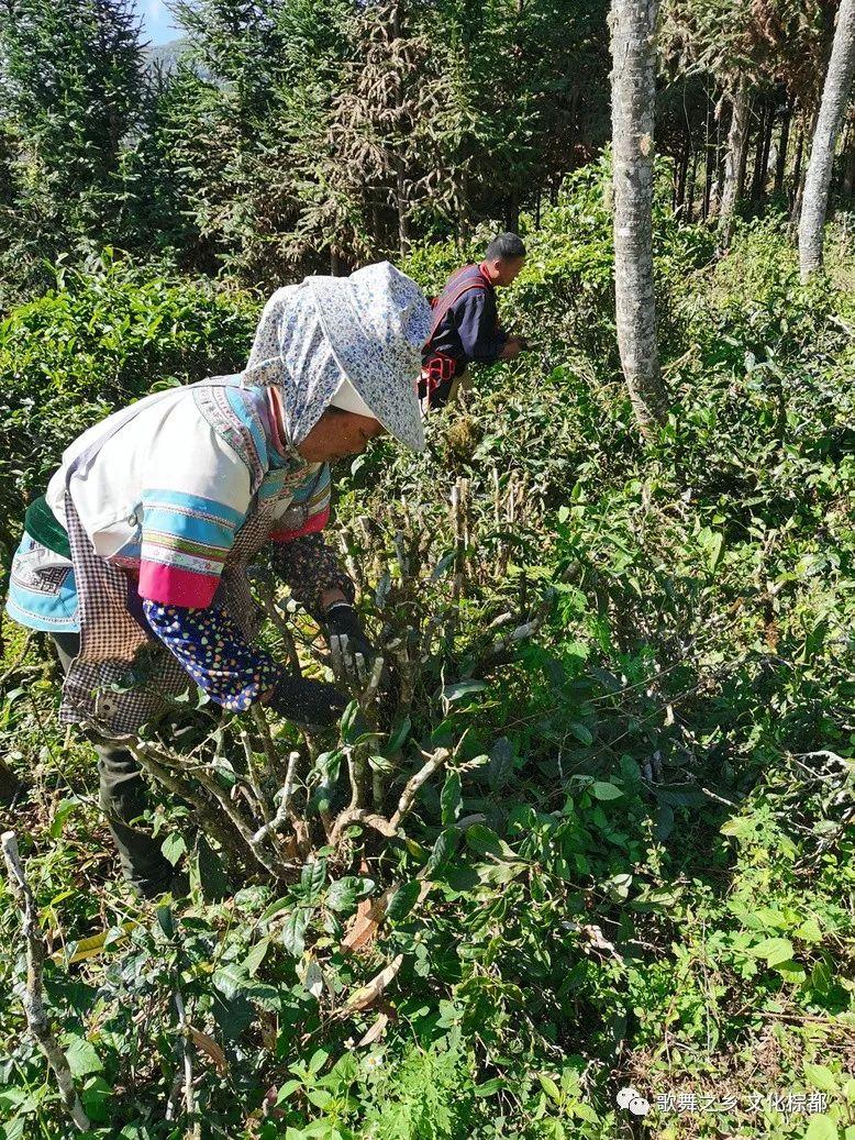 红河县阿扎河乡图片