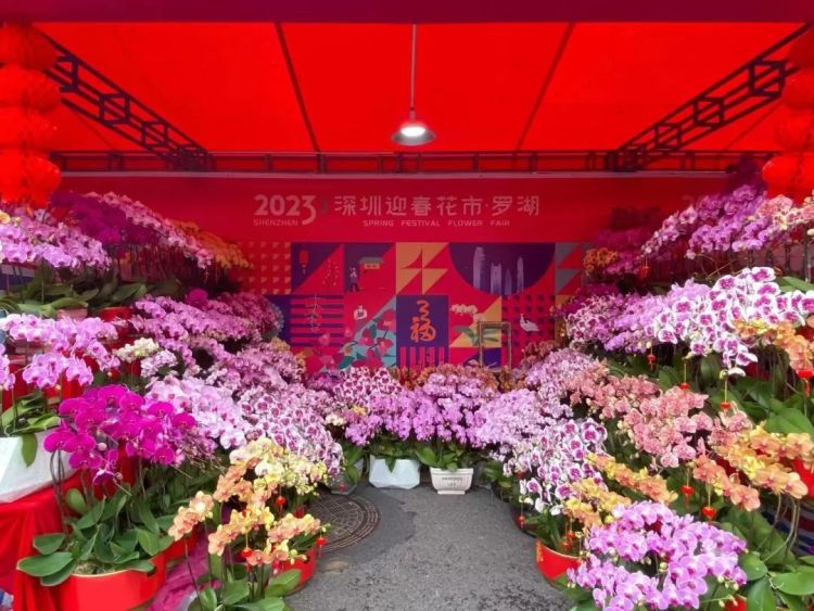 年味来了!罗湖爱国路迎春花市重磅重启