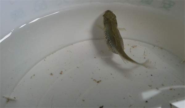 小鱼生出来是鱼卵还是鱼呢?