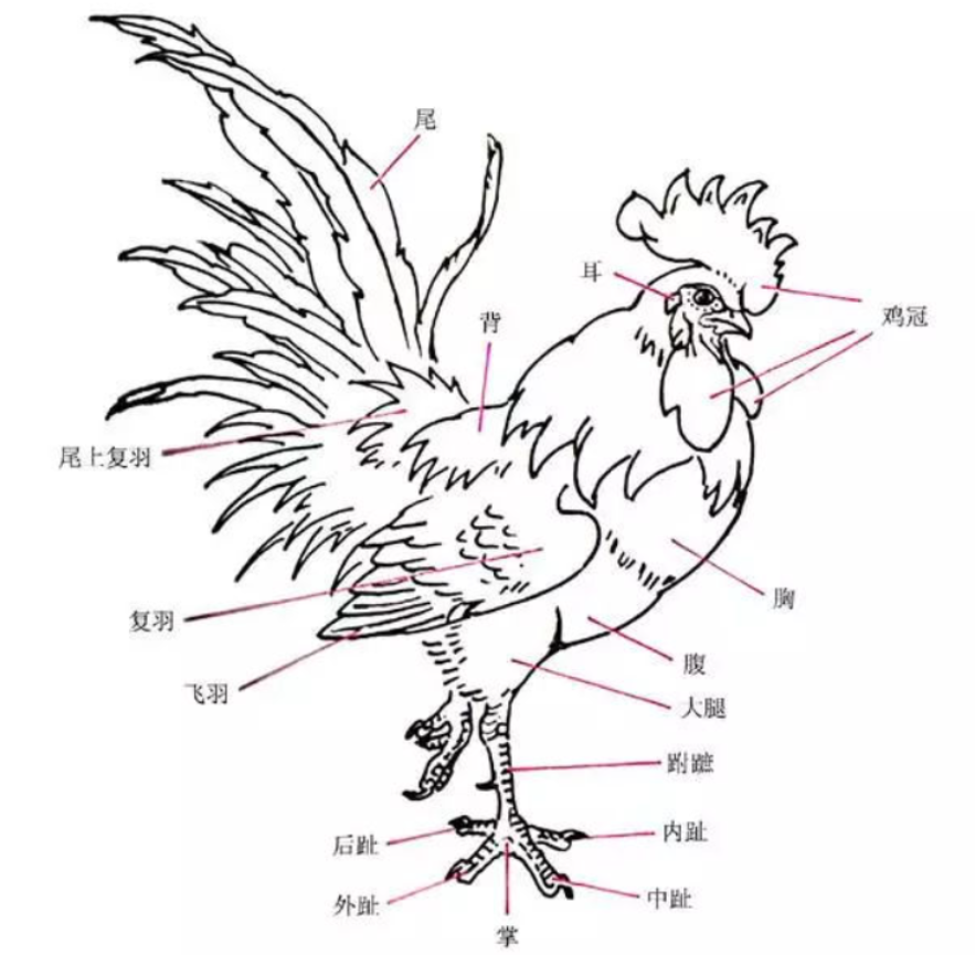 公鸡在蜈蚣面前的段位有多高?蜈蚣身为五毒之一,却毒不死公鸡
