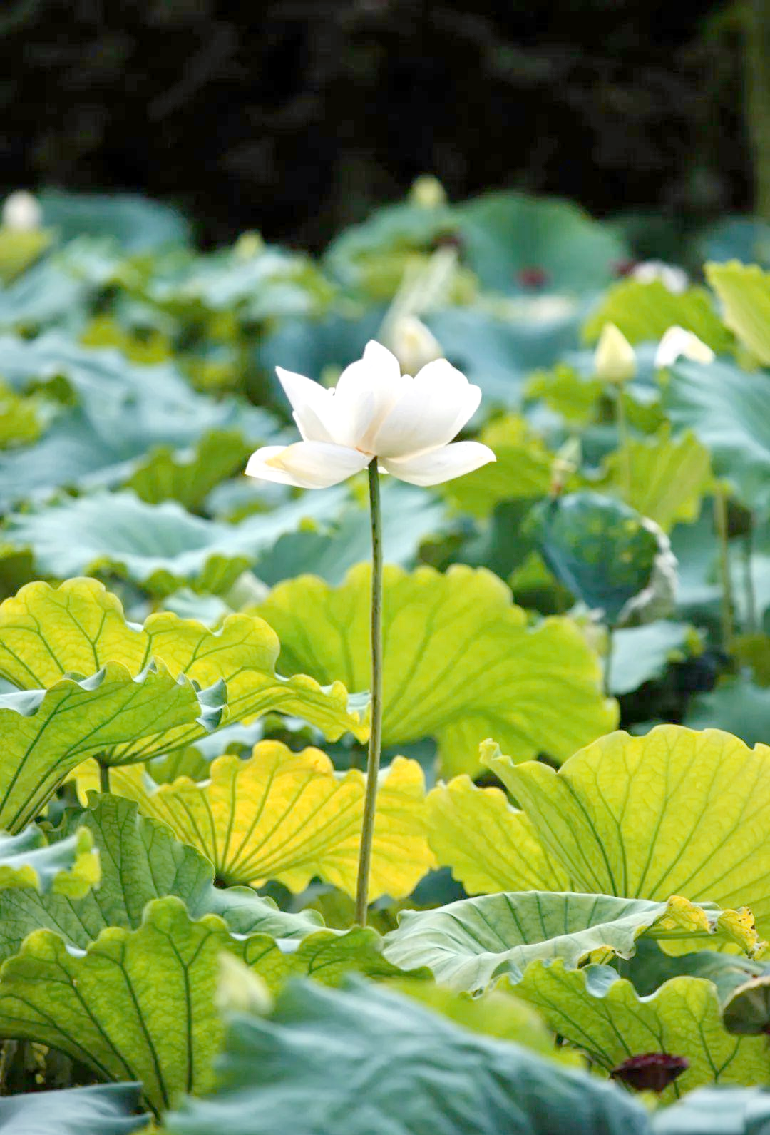 摄影|探寻白莲花的多样风采