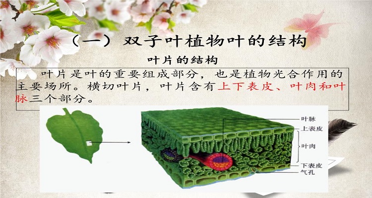 双子叶植物示意图图片