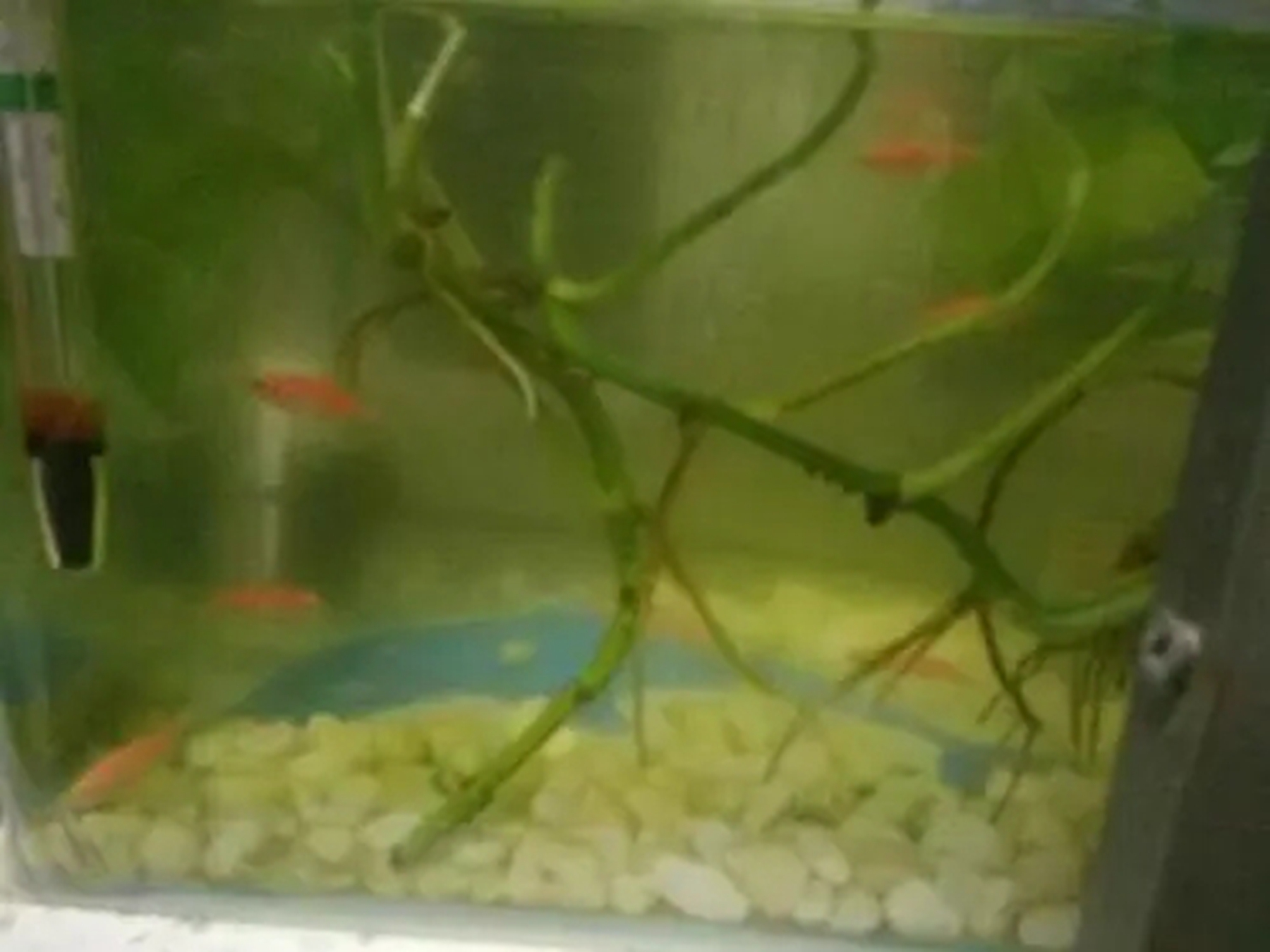 鱼缸黄水的原因是什么?鱼缸水变黄的处理方法?