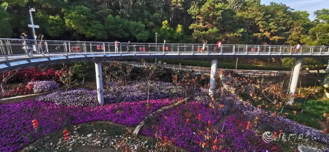 厦门王炸来袭一整个被美到春季慢行地图出炉