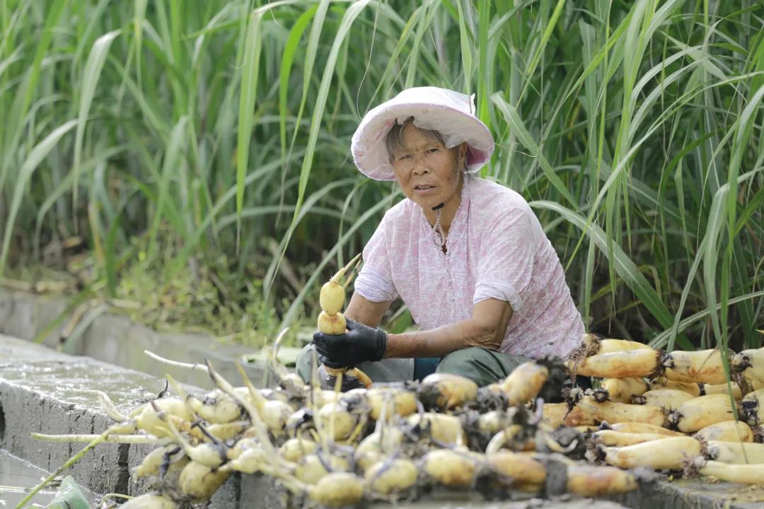 【跟着广播看乡村】柳城:凤山镇二塘村民演绎新时代"爱莲说"