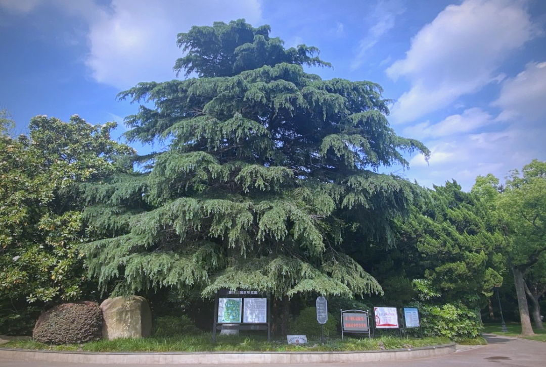 唐闸公园:百年记忆与自然魅力的交织地