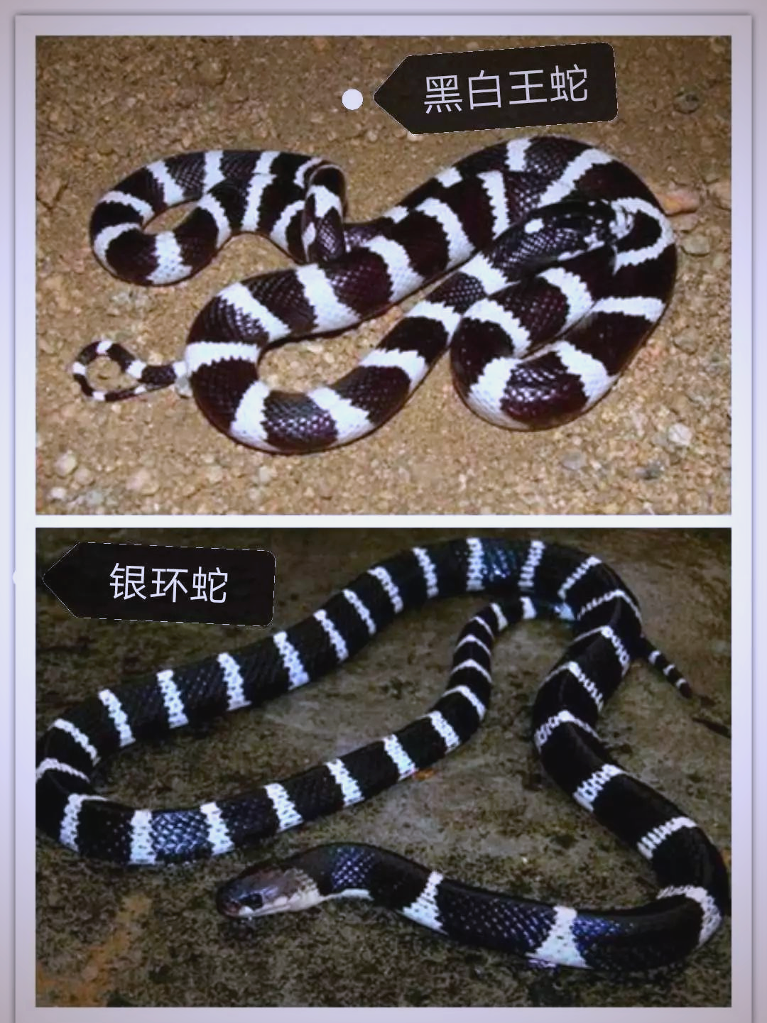 包头建筑工地惊现疑似银环蛇的黑白王蛇,已移交野生动物救助中心处理